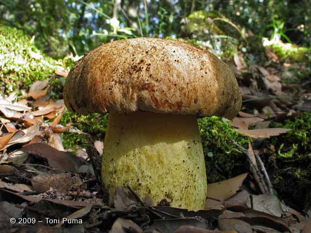 Boleto etneo (cfr. Leccinum lepidum)